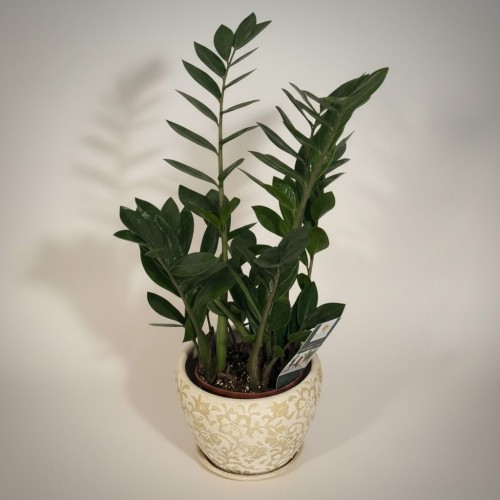 Özel Saksılı Zamioculucas (Orta)